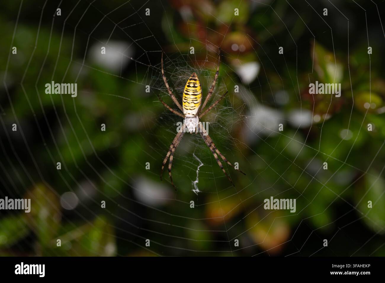 Weibliche Wespenspinne (Argiope bruennichi) ruht in der Mitte eines Radnetzes. Detaillierte Makroaufnahme, die das charakteristische gelb-schwarze Muster zeigt. Stockfoto