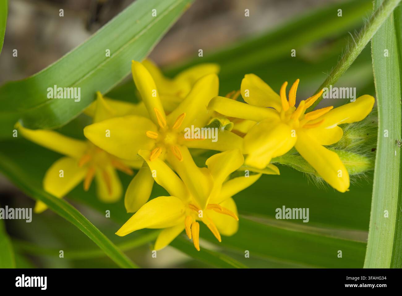 Nahaufnahme einer hellgelben sternförmigen Blume der breitblättrigen Gelbstern (Hypoxis colchicifolia) Stockfoto