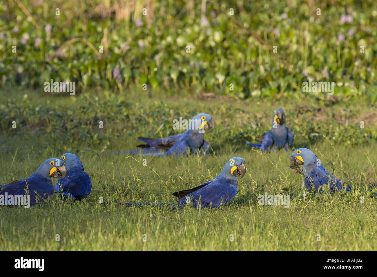 Großbrüstige Arara Stockfoto
