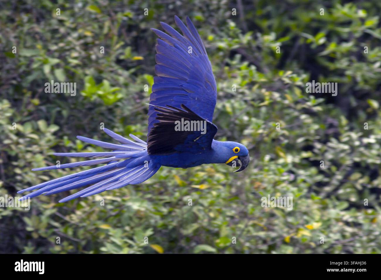 Blauer Großer Ara im Flug Stockfoto