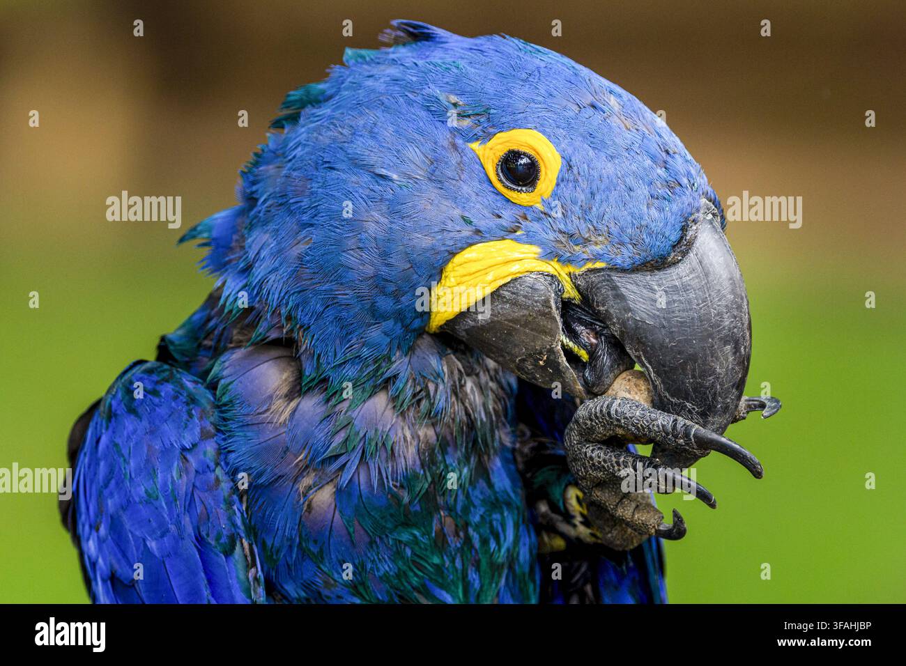 Detail einer blauen Arara, die sich von Früchten ernährt Stockfoto