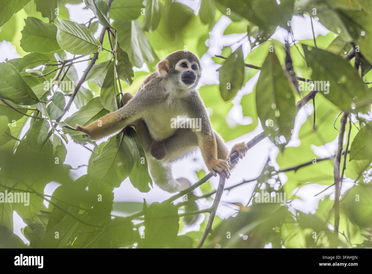 Schwarzfüßiger Affe auf einem Baum im RDSM - Mamirauá-Naturreservat für nachhaltige Entwicklung - bedrohte Art Stockfoto