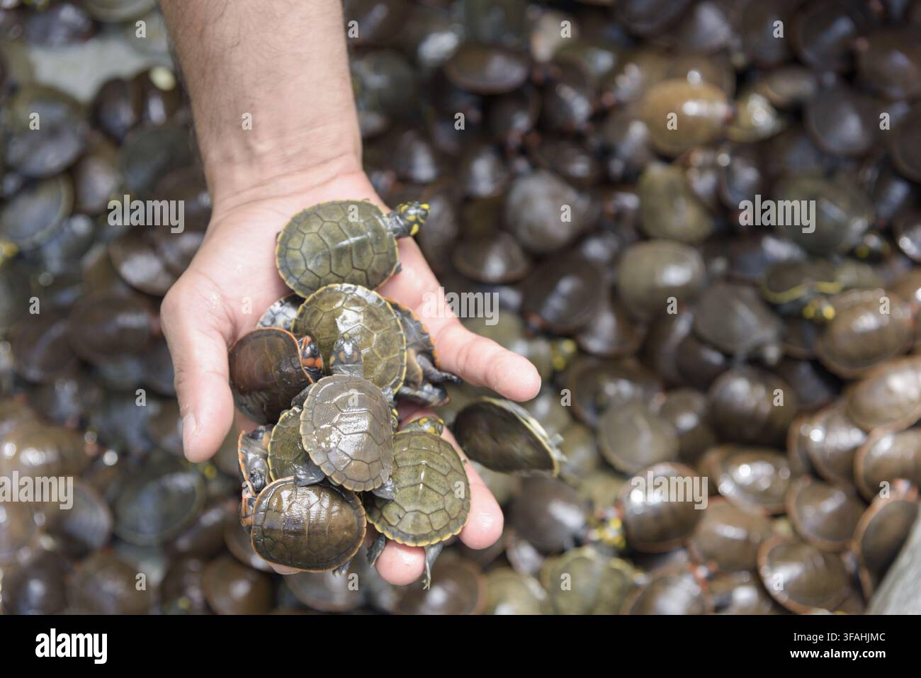 Welpen von Iaçá, Irapuca, Tracajá und Schildkröte des Amazonas im Projekt Quelônios des Amazonas in der Gemeinde Avocado - RDS - Uatumã Nachhaltigkeitsreservat Stockfoto