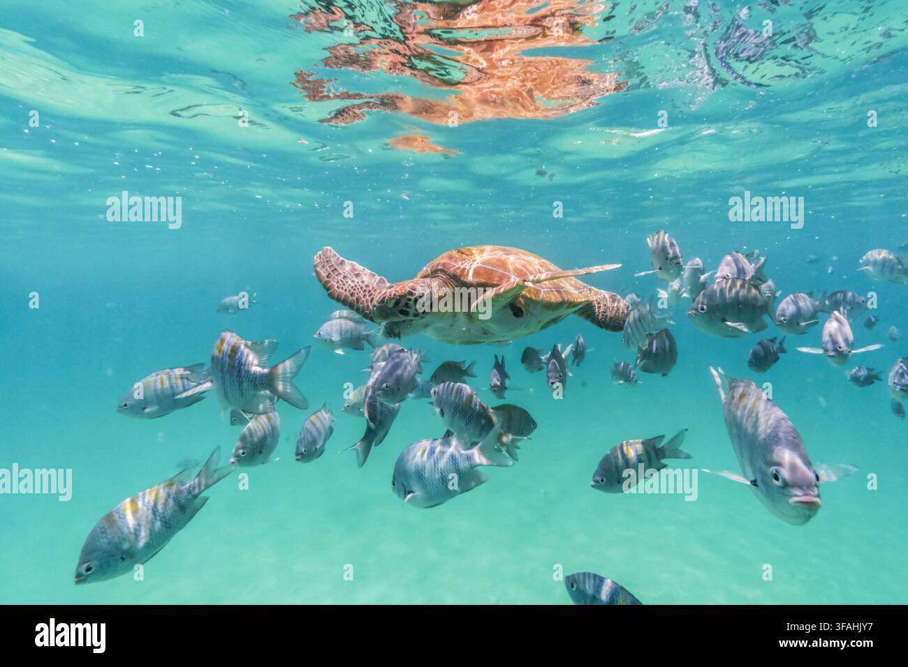 Grüne Schildkröte unter einer Schule von Sargentinhos - APA Umweltschutzgebiet Fernando de Noronha Stockfoto