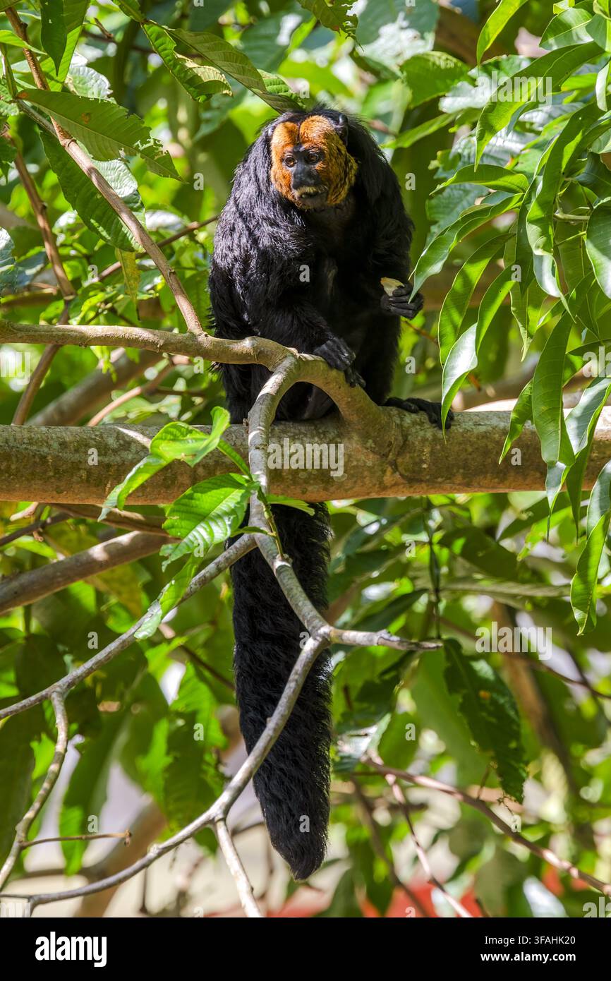 Männlicher Parauacu-Affe in einem Waldfragment in städtischem Gebiet – auch bekannt als Parauacú, alter Affe und haariger Affe Stockfoto