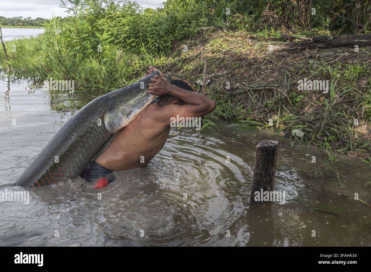 Ein Fischer zieht einen verwalteten Pirarucu aus dem See Mutum auf seinem Rücken aus dem Wasser Stockfoto