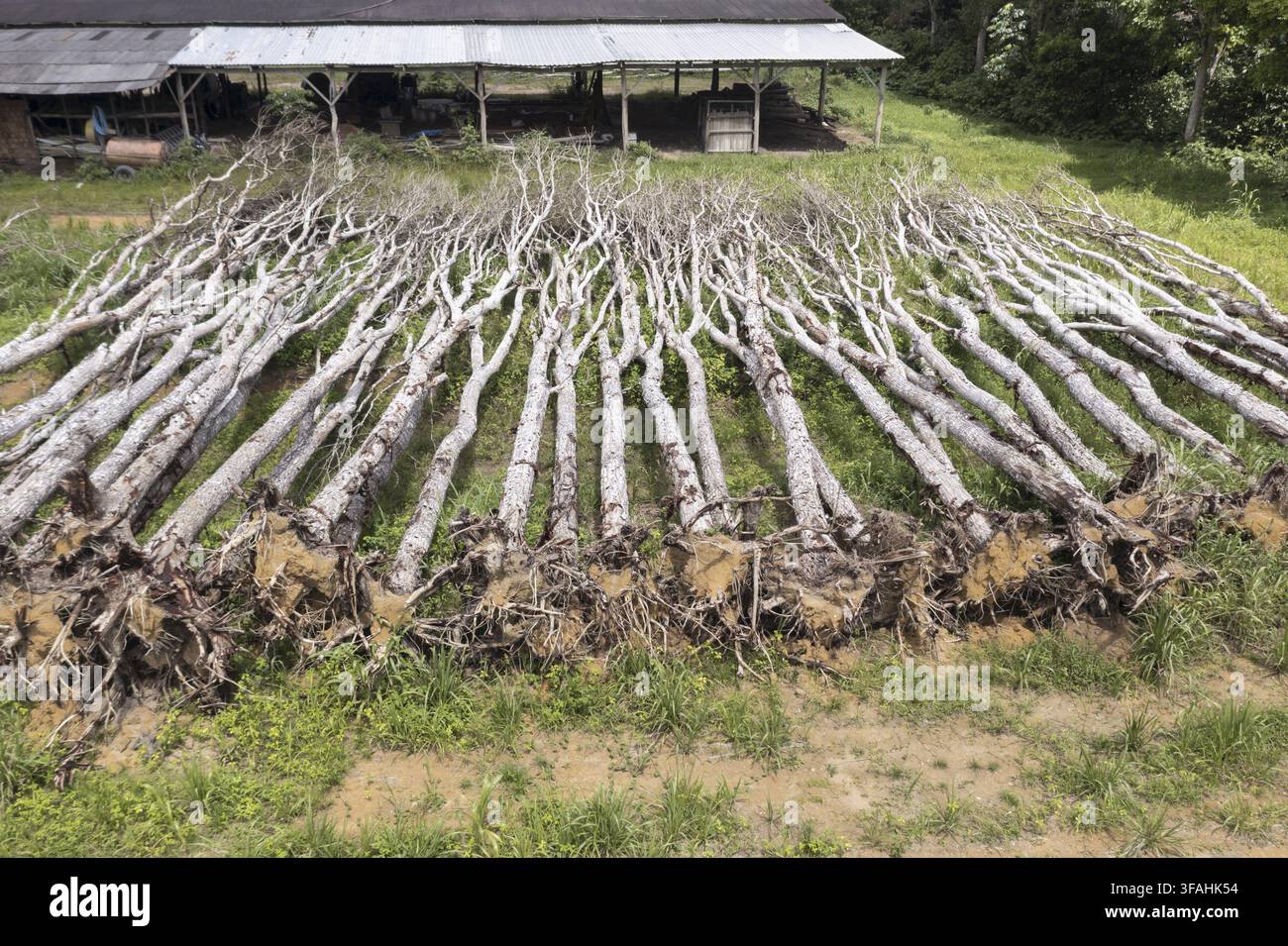 Drohnenansicht von Mahagonibäumen, die mit Wurzel geerntet wurden, um das Holz vollständig zu nutzen Stockfoto