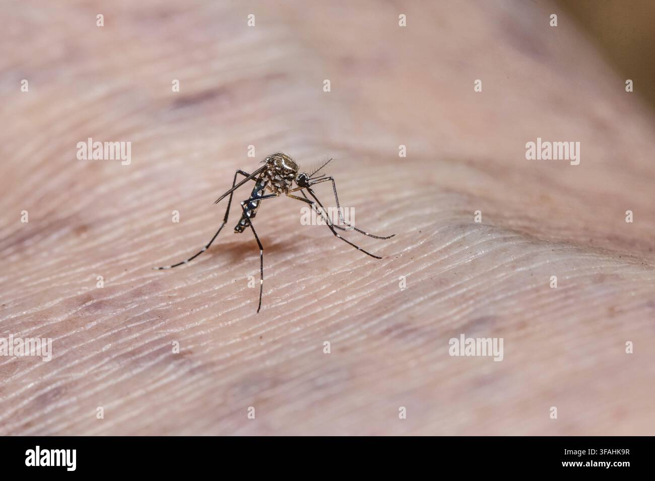 Detail einer Aedes Aegypti-Mücke auf menschlicher Haut – überträgt Dengue-Fieber, Chikungunya-Fieber und das Zika-Virus Stockfoto