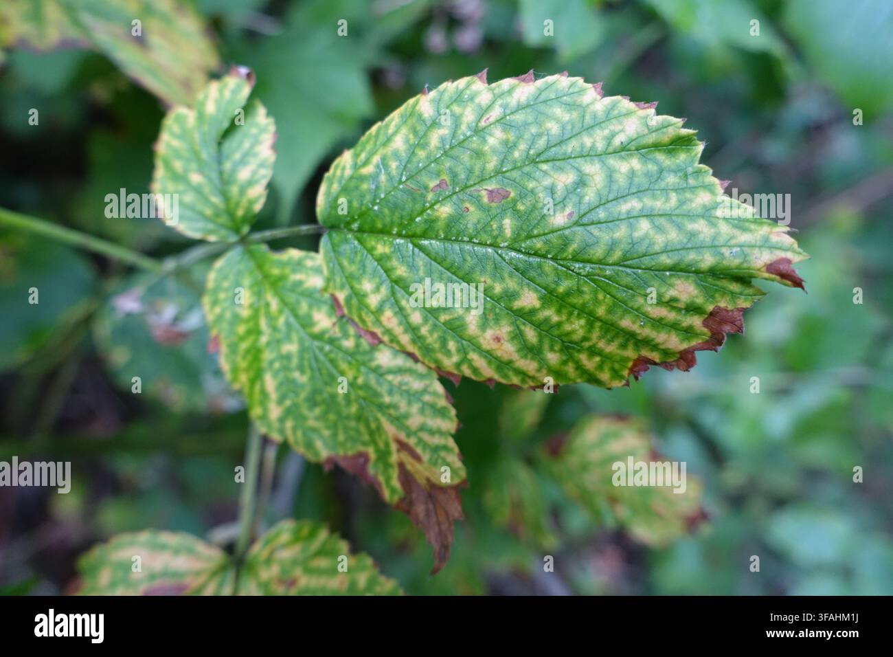 Detaillierte Nahaufnahme eines Brombeerblatts mit gesprenkelter grüner und gelber Färbung, sichtbaren Adern und braunen, trocknenden Rändern vor sanft verschwommenem Naturhintergrund Stockfoto