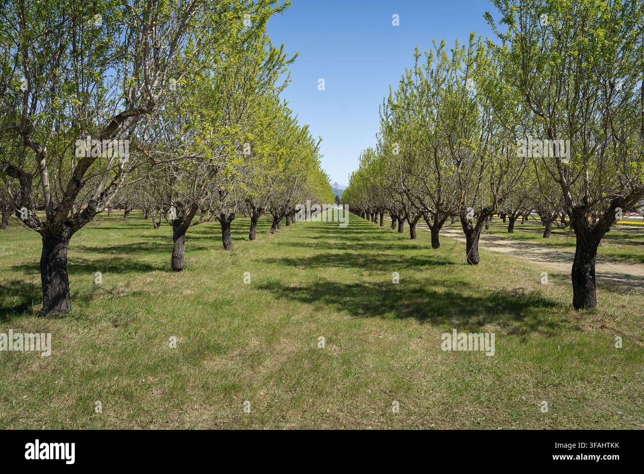 Reihen von Obstbäumen in einem gepflegten Obstgarten nahe Jonquieres in der Provence im Süden Frankreichs Stockfoto