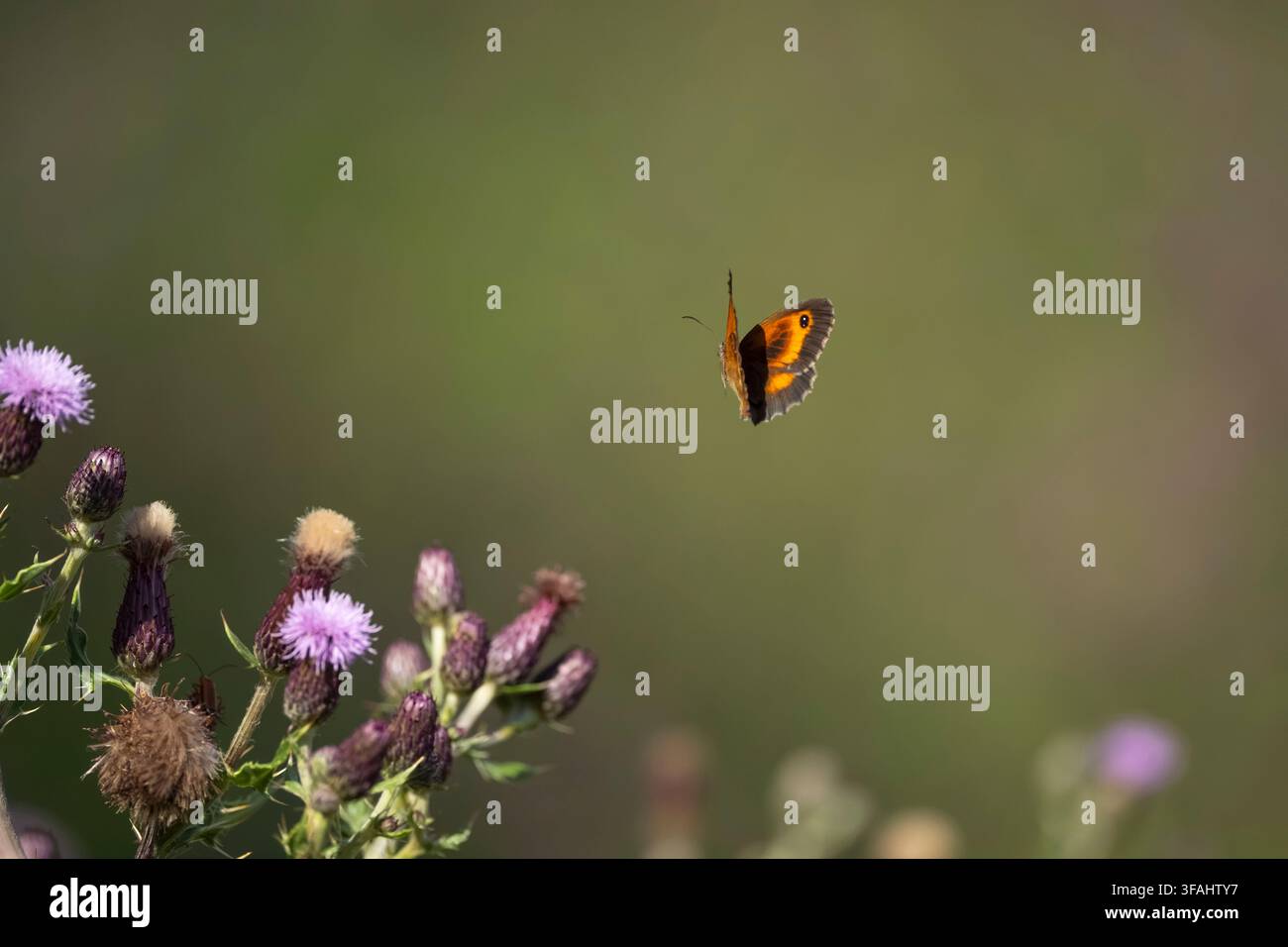 Gatekeeper Pyronia tithonus, Imago-Schmetterling, der nach dem Füttern an Distelblüten entlang eines Feldrandes in Nottinghamshire, UK, im Juli abfliegt Stockfoto