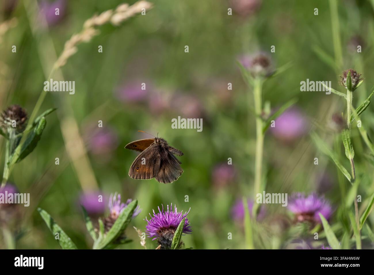 Mädesüß-Mannola jurtina, Imago-Schmetterling fliegt zwischen Braunknasterblumen und Gräsern, Nottinghamshire, UK, Juli Stockfoto