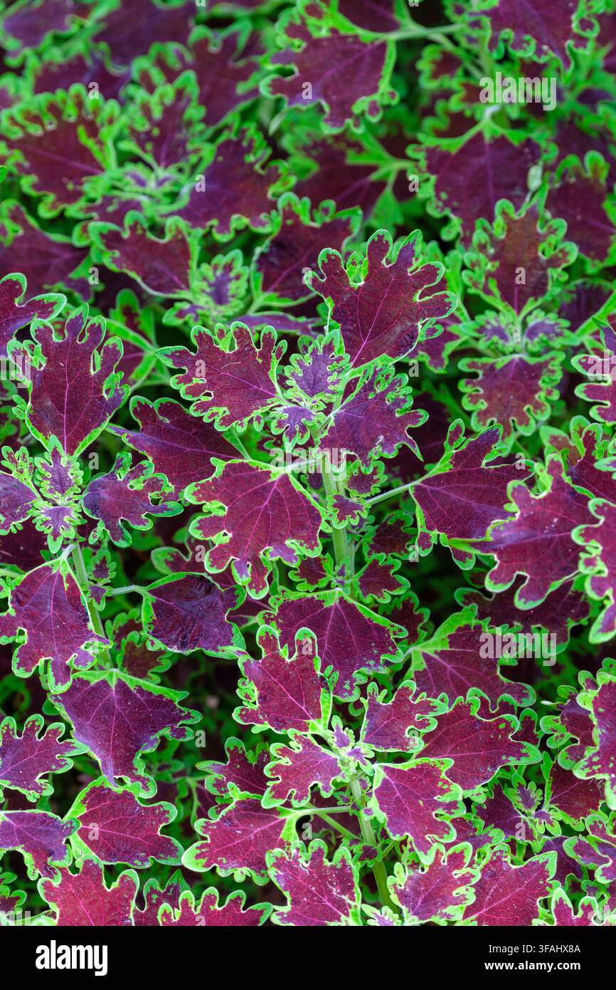 Coleus scutellarioides Piasca Ruby, Coleus Piasca Ruby, krausiges, fingerartiges Laub, rubinrote Mittel, chartreusefarbene Ränder. Stockfoto