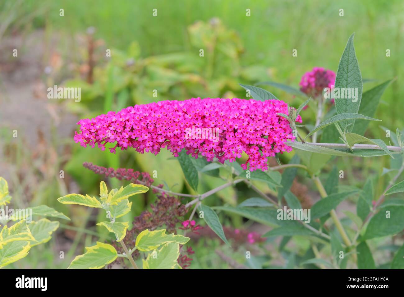 Violett blühende Pflanze. Buddleja-Strauch wächst im Garten. Sommerlandschaften und Strauch mit lila Blüte. Stockfoto