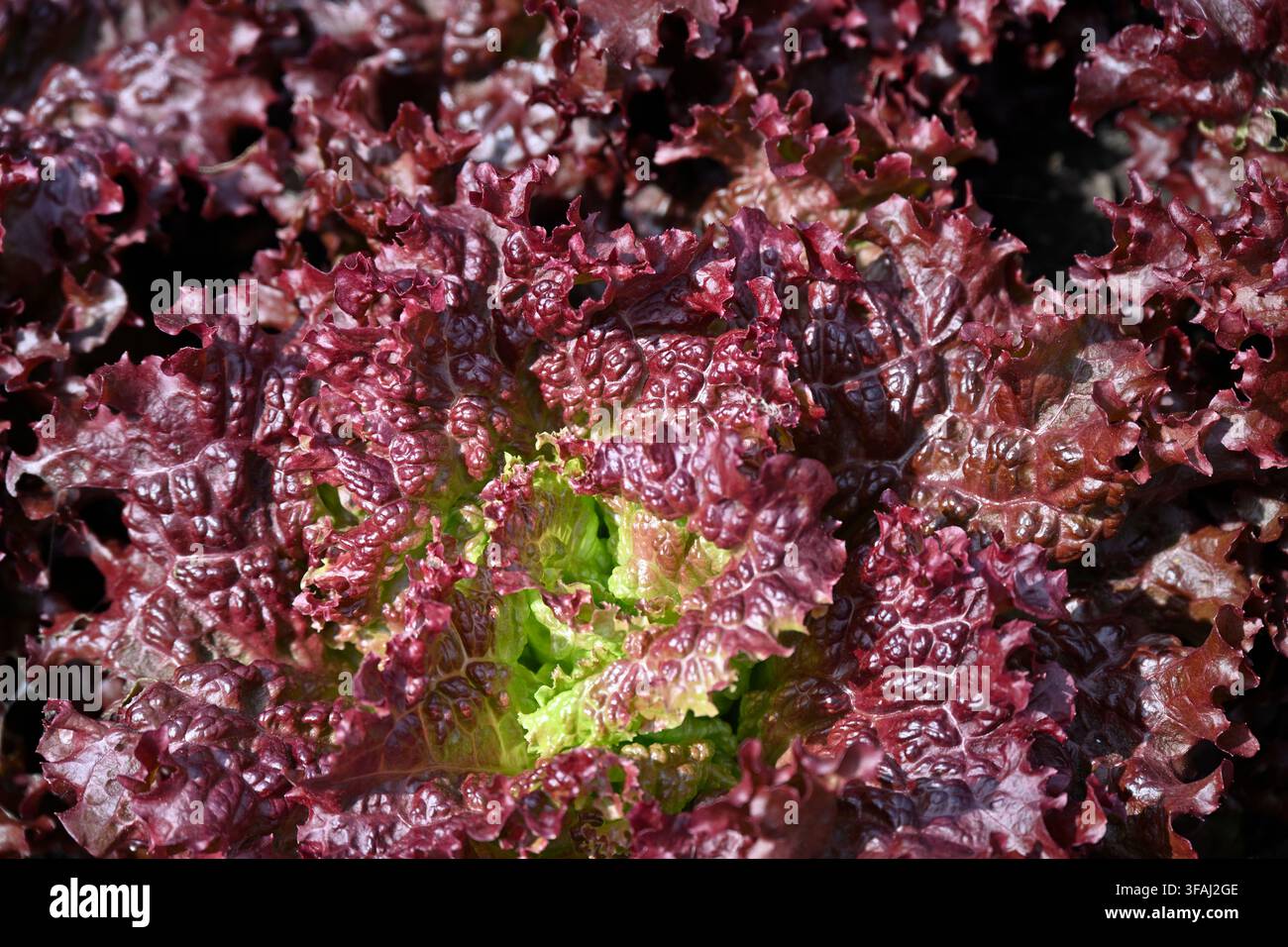 rote Blätter von Salatgemüse, geschnitten und wieder wachsender Lollo-Rosso-Salat, Lactuca sativa, wachsend in einem Garten in Großbritannien im Mai Stockfoto