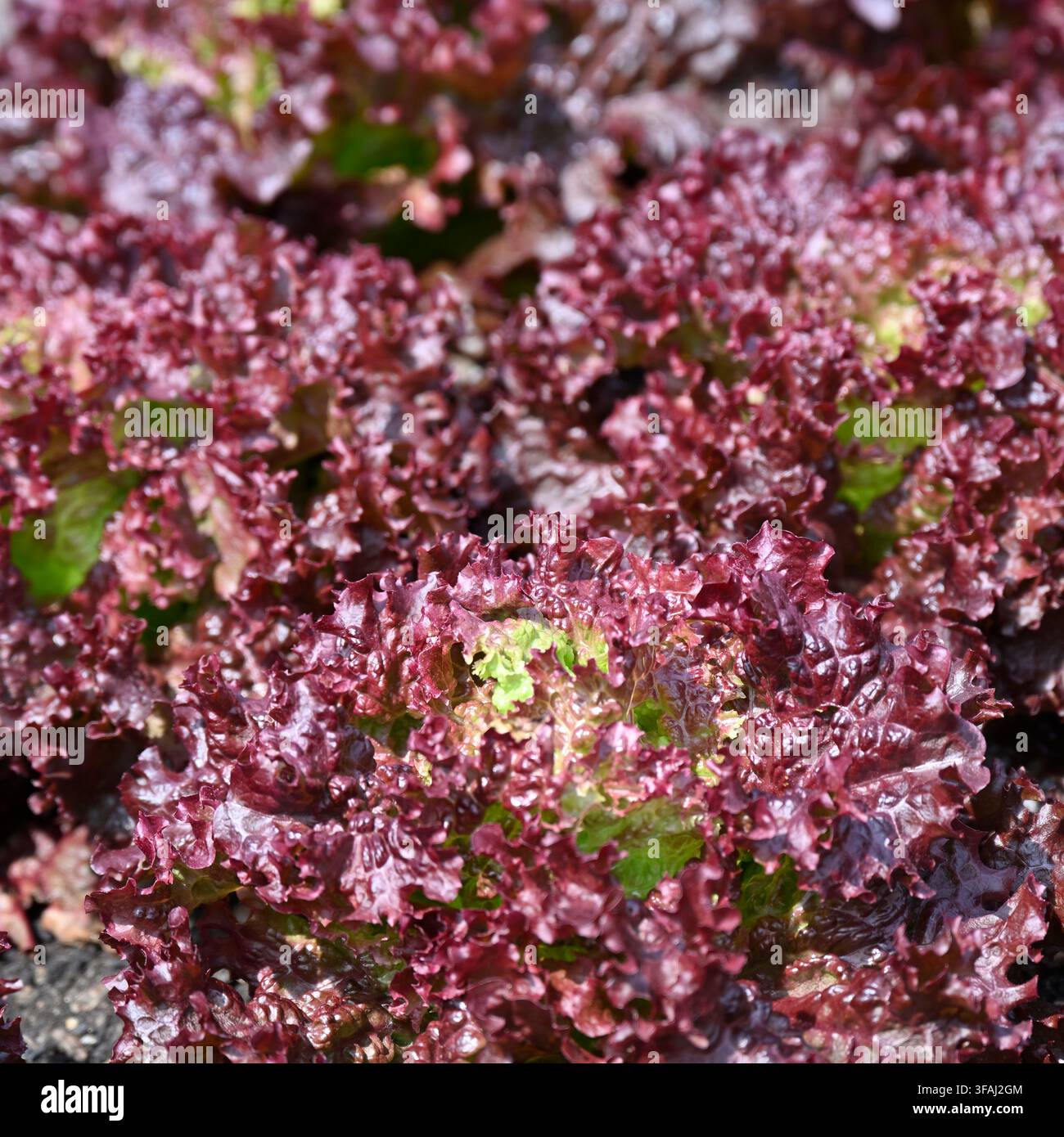 rote Blätter von Salatgemüse, geschnitten und wieder wachsender Lollo-Rosso-Salat, Lactuca sativa, wachsend in einem Garten in Großbritannien im Mai Stockfoto