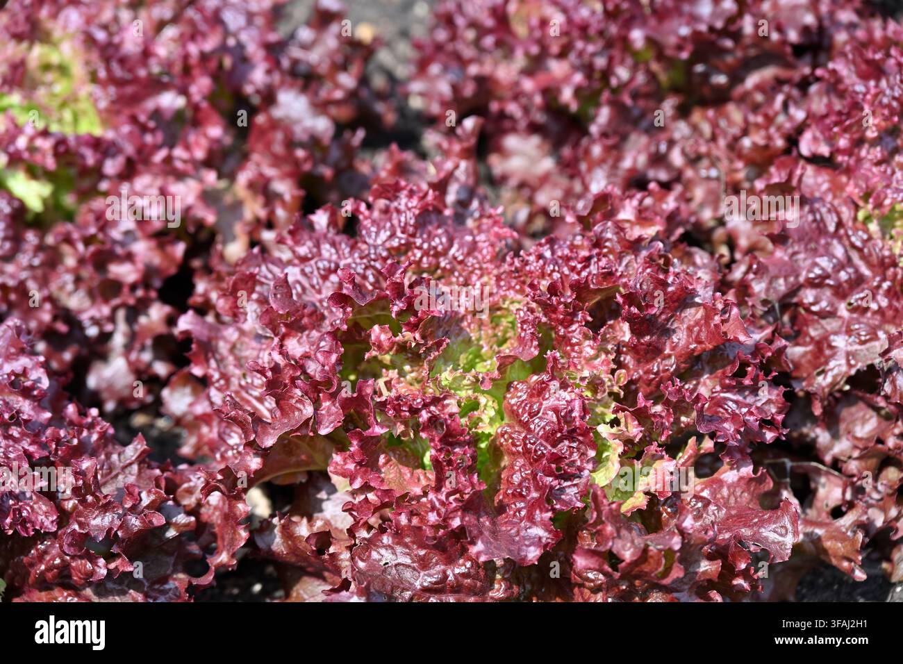 rote Blätter von Salatgemüse, geschnitten und wieder wachsender Lollo-Rosso-Salat, Lactuca sativa, wachsend in einem Garten in Großbritannien im Mai Stockfoto