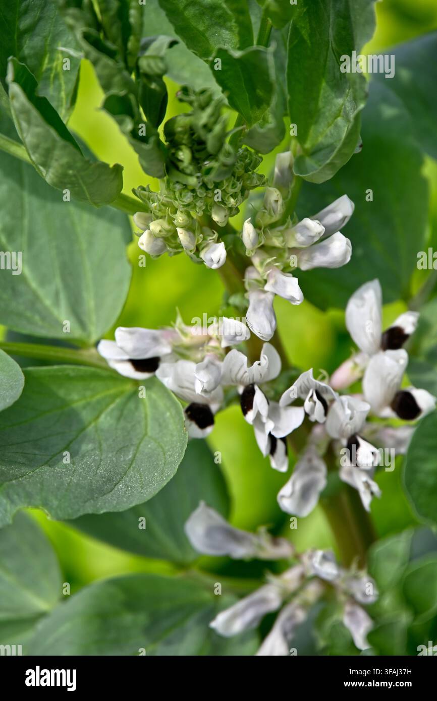 Breitbohne, Vicia faba 'Witkiem' - Manita wächst in einem UK-Garten im Mai Stockfoto