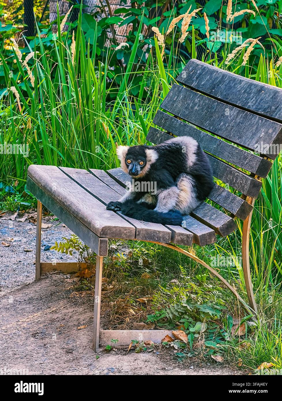 Schwarz-weißer Kronenlemur sitzt auf einer Holzbank im Freien mit vertikalem Wildtierhintergrund Stockfoto