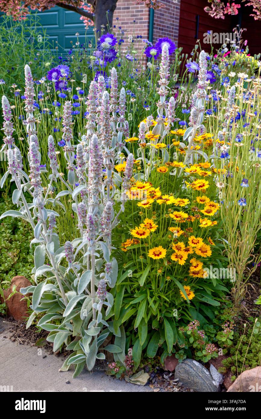 Eine Gruppe von Stauden in voller Blüte, außer den Junggesellenblumen. Stockfoto