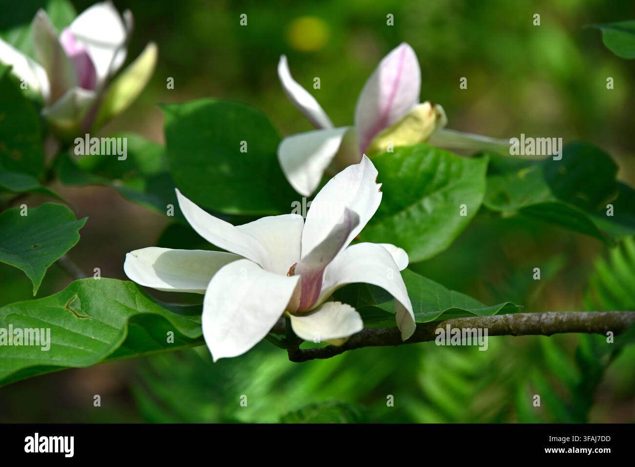 Magnolia Sunsation, die im UK-Garten im Mai wächst Stockfoto