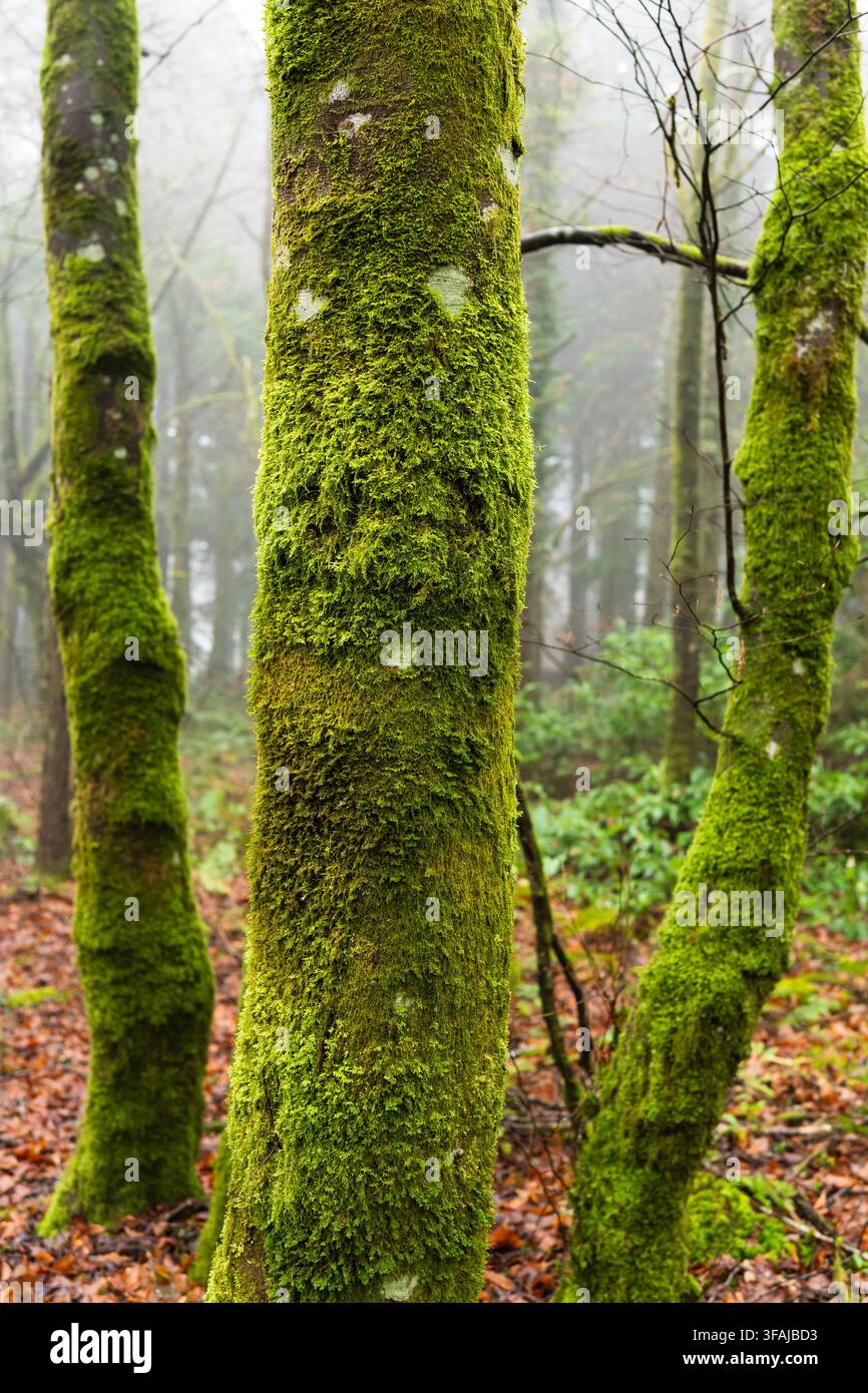 Moosbedeckte Baumstämme stehen zwischen nebliger Waldvegetation und gefallenen Blättern in Beaworthy, UK. Stockfoto