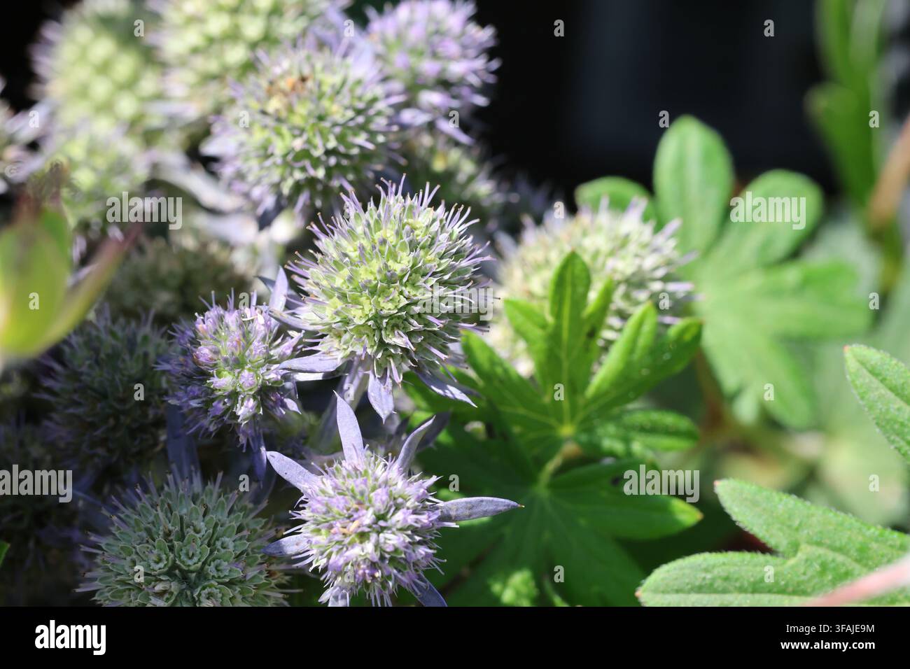 Eryngium planum 'Blue Hobbit'. Nahaufnahme von stacheligen silbernen Blättern und blauem Blütenkopf der flachen Meerholz im Sommer. Stockfoto