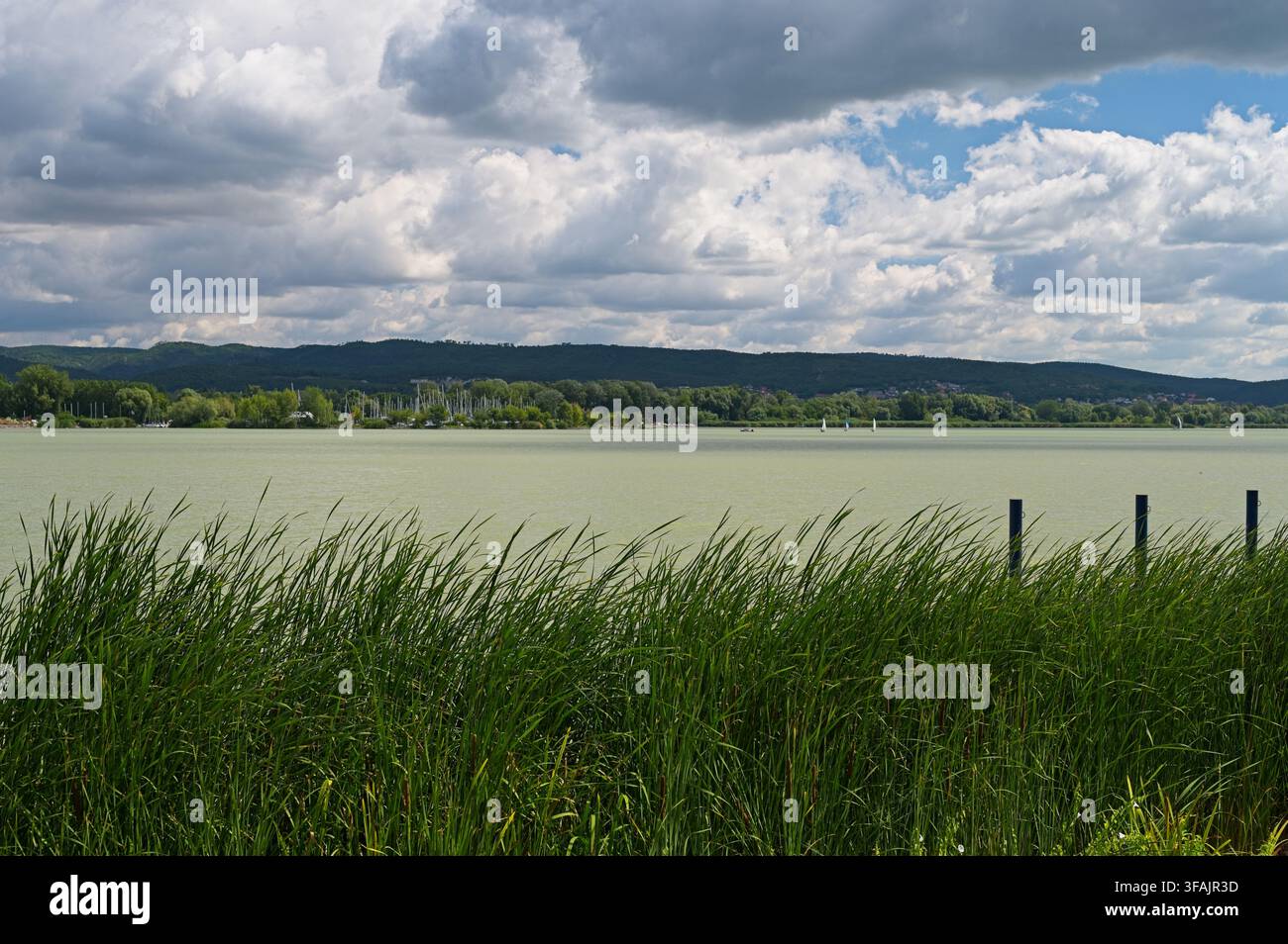 Grüne Schilfrohr am Ufer des Balaton mit fernen Hügeln, kleinen Segelbooten und dramatischem bewölkten Sommerhimmel in Keszthely, Ungarn. Stockfoto