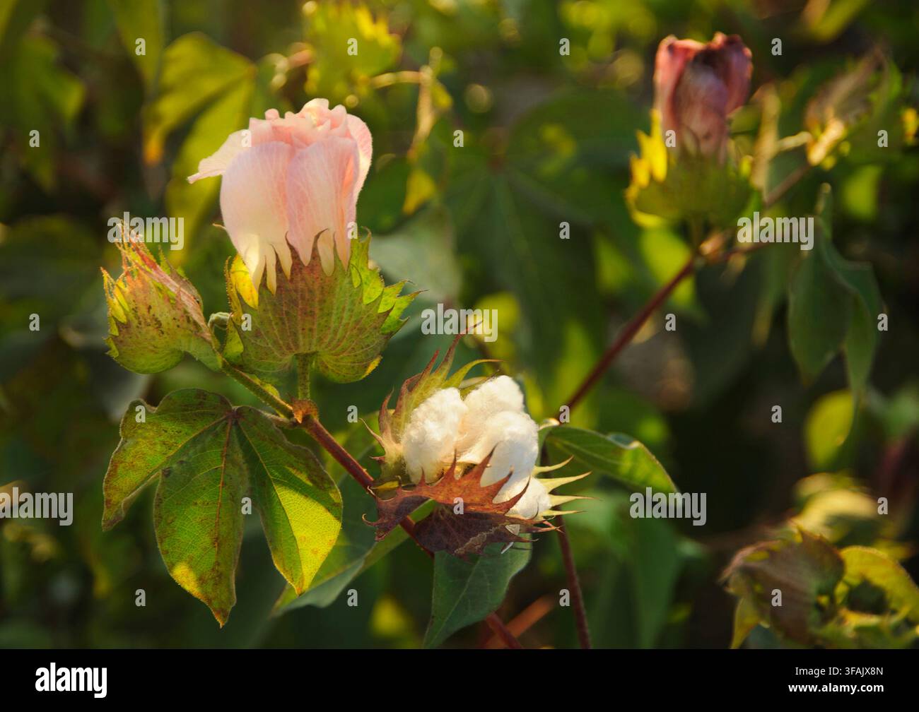 Nahaufnahme einer zarten rosa Baumwollblüte, die neben einer flauschigen weißen Kapsel an einem grünen Zweig unter warmem Sonnenlicht blüht. Stockfoto