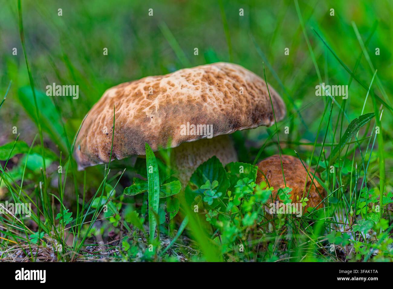 Frischer junger Steinpilz (Boletus edulis) mit braunem Hut Stockfoto