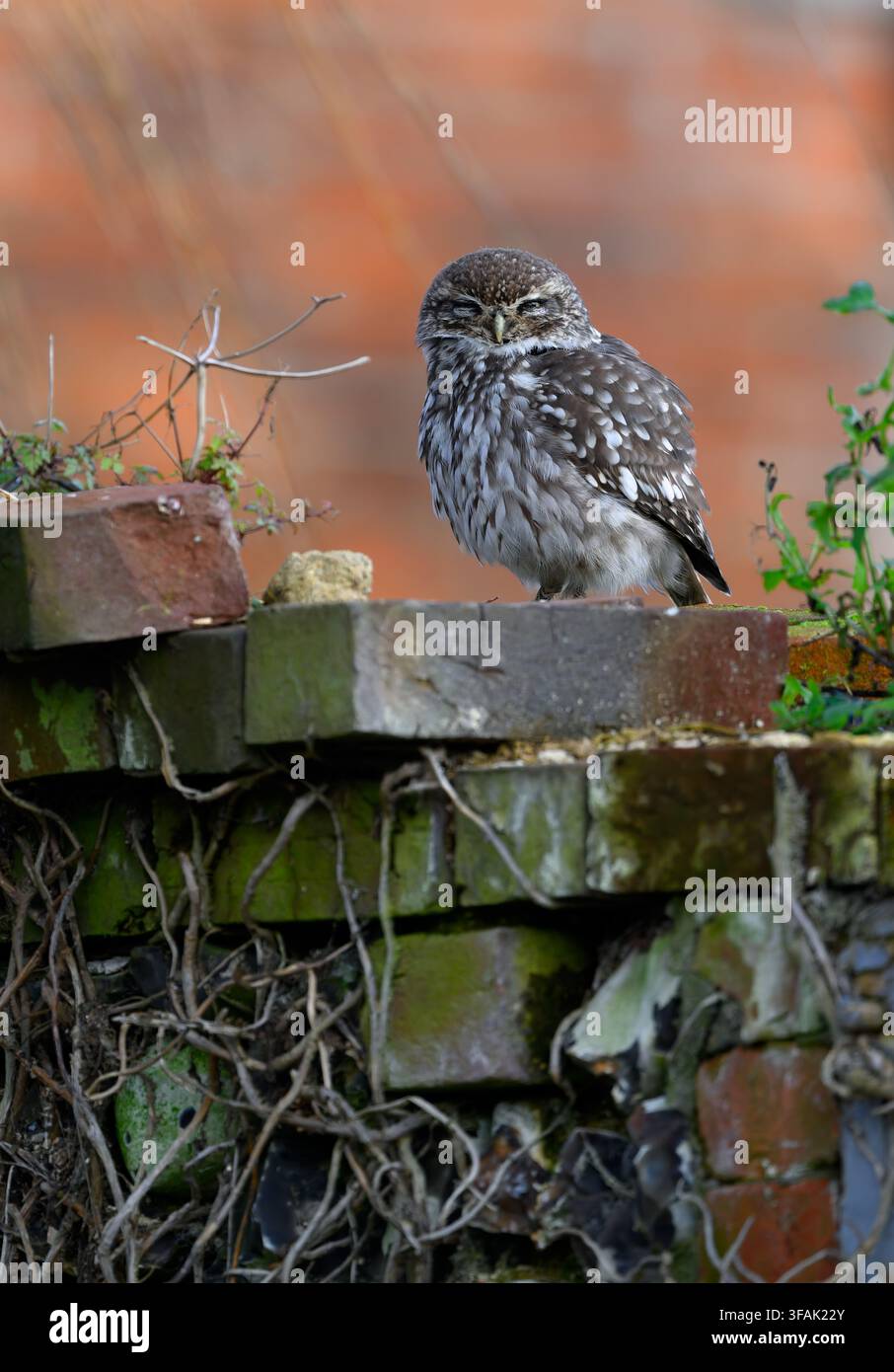 Kleine Eule Athene noctua, die auf einer alten Ziegelmauer in Nord-Norfolk, UK, sitzt Stockfoto