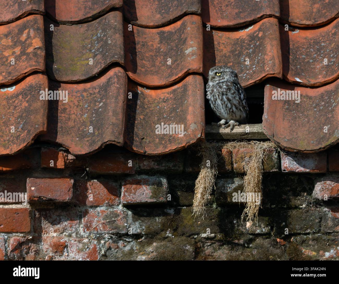 Eine kleine Eule Athene noctua sitzt vor ihrem Dachhaus in einer alten Scheune auf dem Bauernhof von Norfolk. North Norfolk, Großbritannien Stockfoto