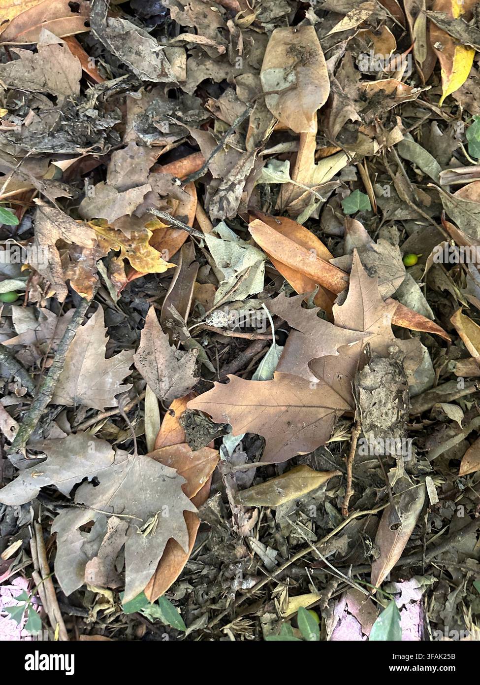 Nahaufnahme von getrockneten braunen Herbstblättern, die auf dem Waldboden verstreut sind - Smartphone-aufgenommenes Stockfoto