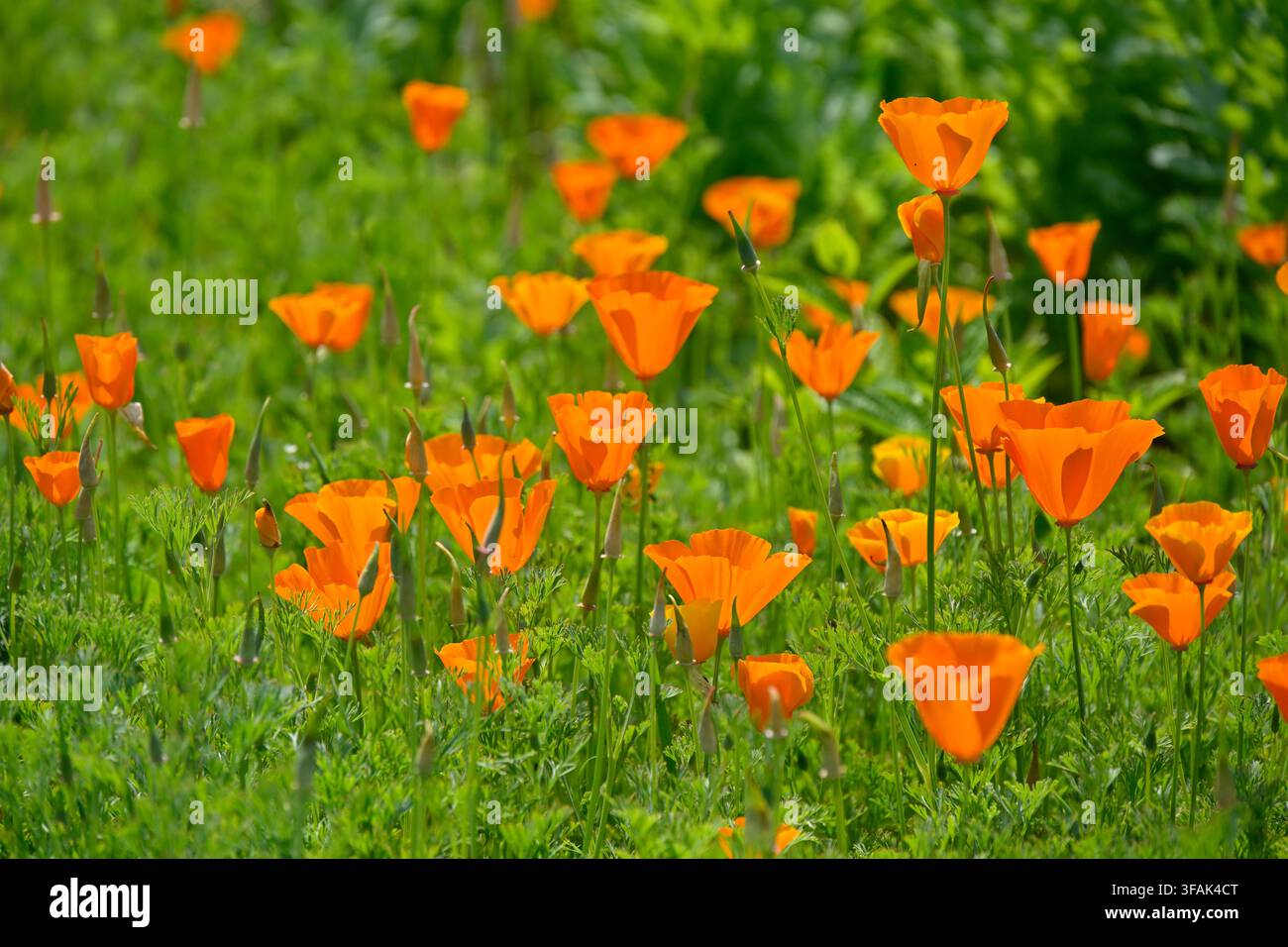 Helle orangefarbene Blüten von Eschscholzia californica, kalifornischer Mohn, der im UK-Garten im Mai wächst Stockfoto