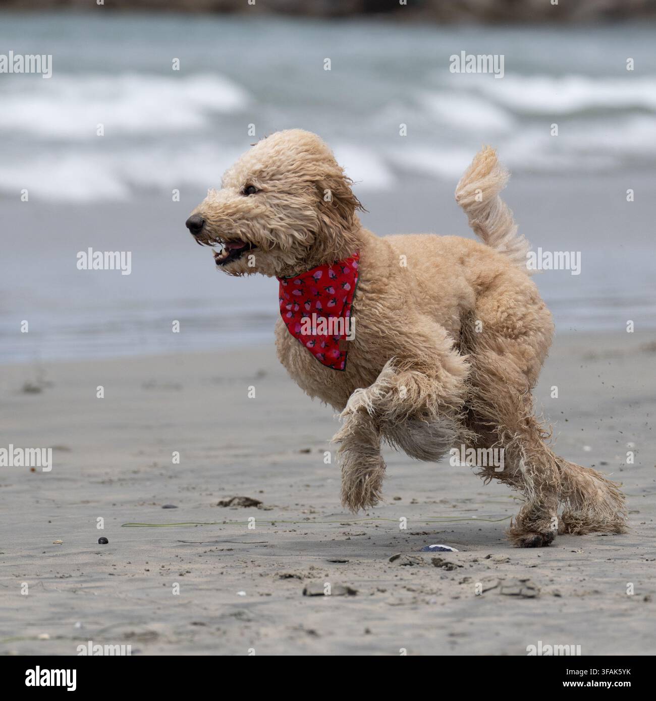 Brauner Labradoodle-Hund läuft im Sand am Strand und trägt ein rotes Bandana Stockfoto