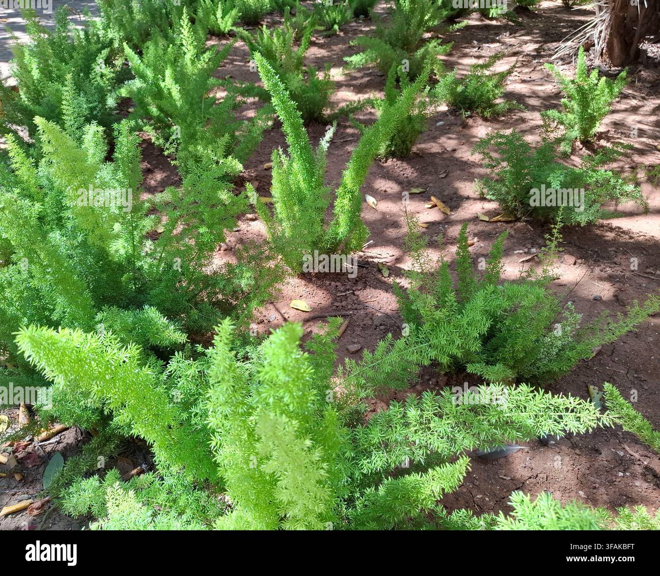 Büschel von hellgrünen Fuchsschwanzfarnen wachsen in trockenem Boden. Sie gedeihen bei geflecktem Sonnenlicht und sorgen für einen lebendigen Look in der Gartenumgebung. Stockfoto