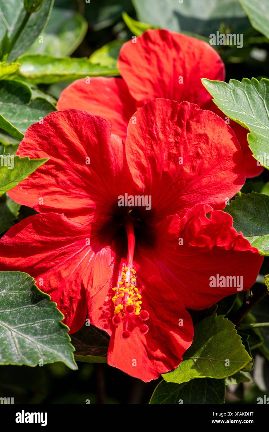 Hibiskus blüht, Stadt Lima, Perú. Stockfoto