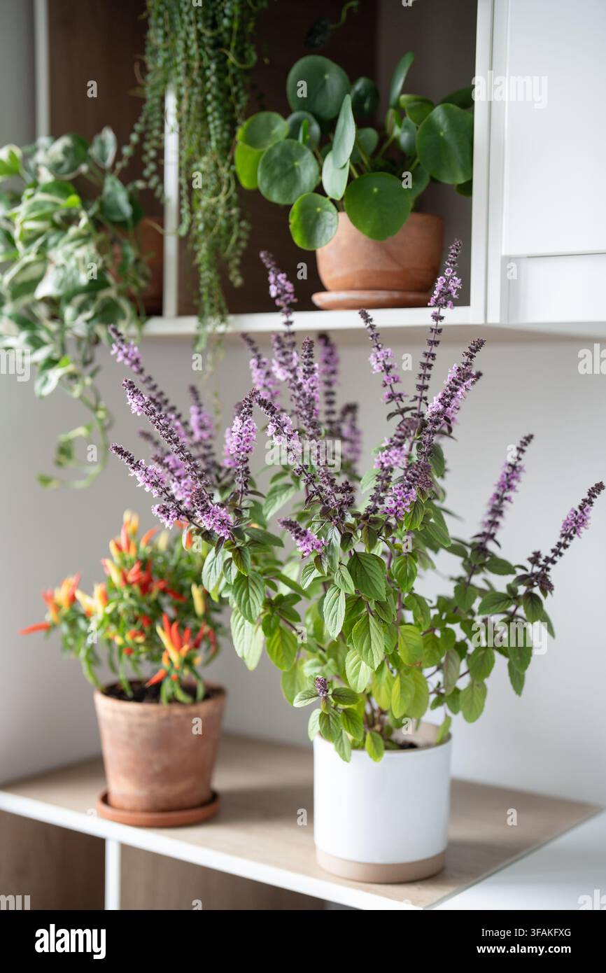 Heimischer blühender aromatischer Thai-Basilikum und getopfter Chili-Pfeffer mit Paprikaschoten auf der Küchenschrankablage. Stockfoto