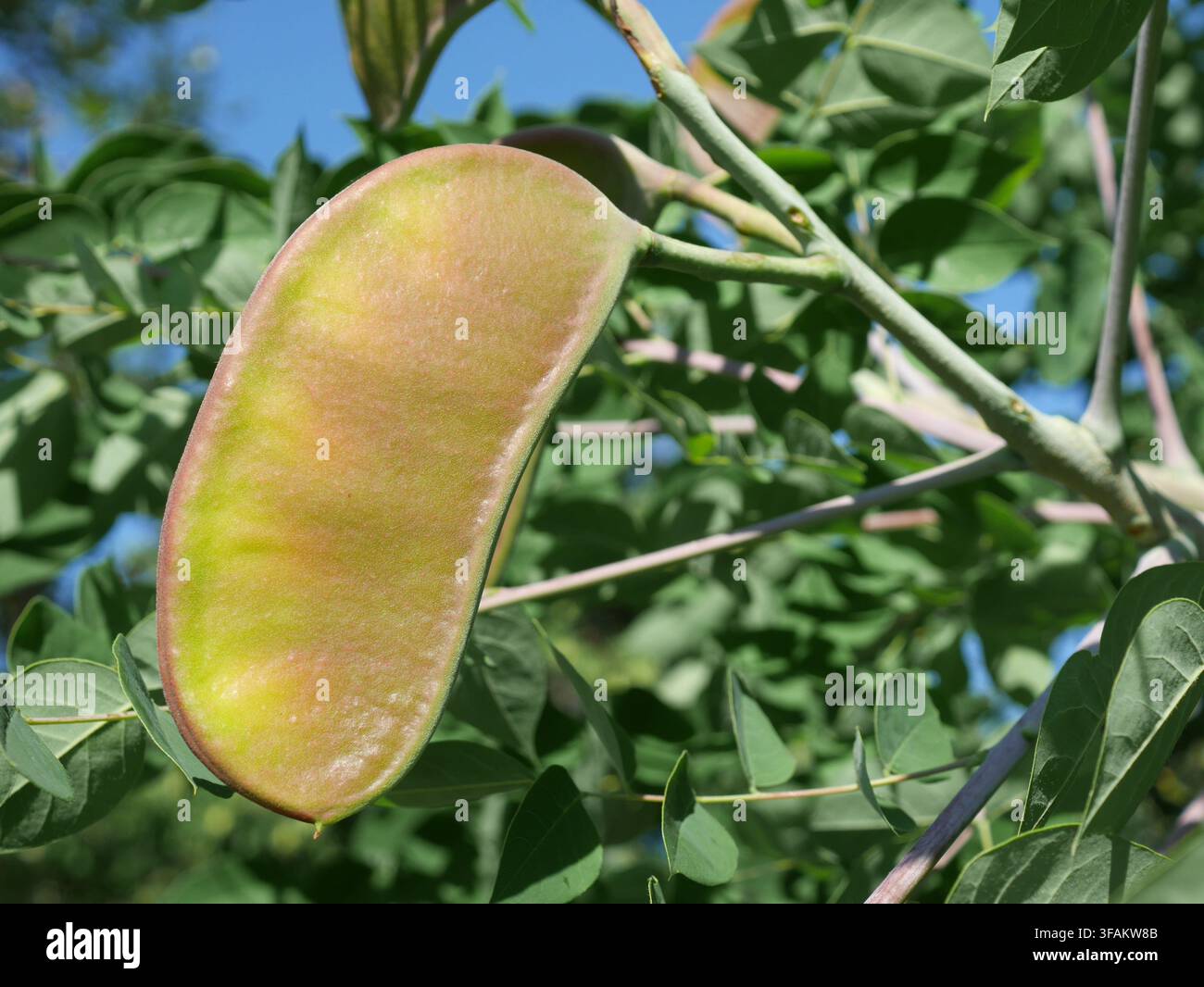 Reifende Samenkapsel der Kentucky-Kaffeebaumart (Gymnocladus dioicus) zwischen grünen gefiederten Blättern im Sommer in Colorado. Stockfoto