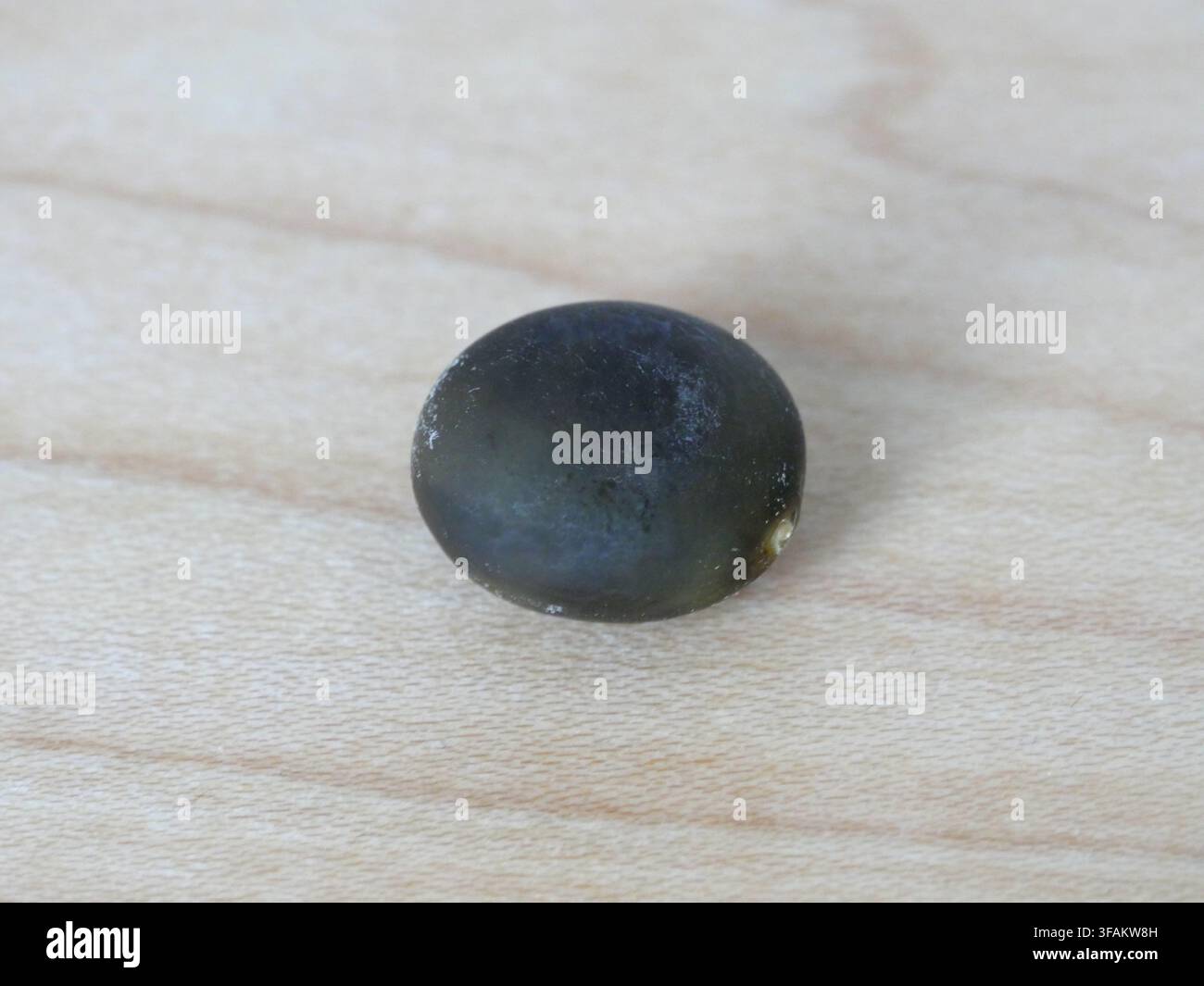 Einzelne Saat eines Kentucky-KaffeeBaums (Gymnocladus dioicus) zeigt seine dunkle runde Form auf einem natürlichen Ahornholz-Hintergrund. Stockfoto