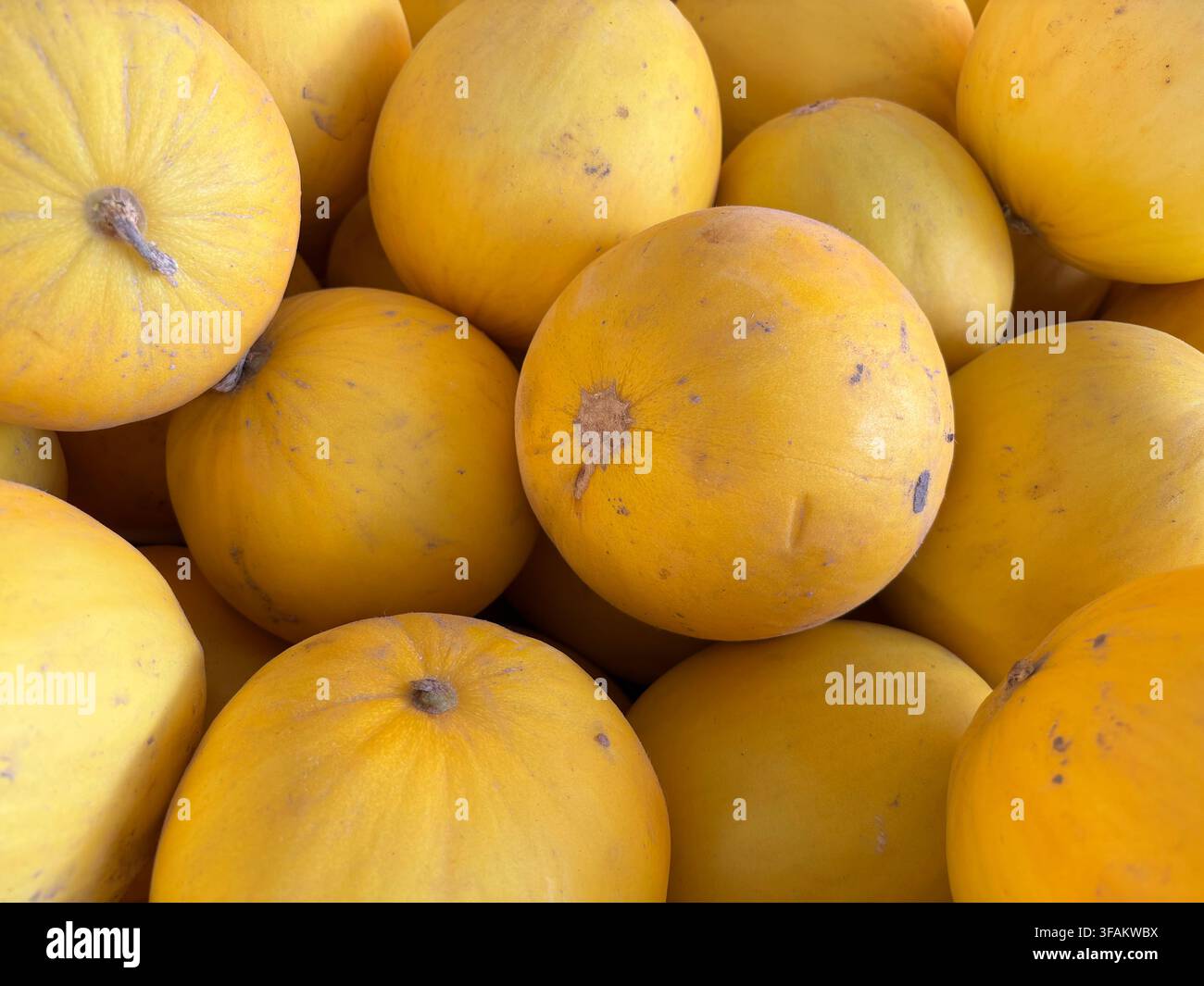 Eine gehäufte Auslage reifer runder goldener Melonen mit glatter gelber Schale, frisch und reichlich auf dem Markt Stockfoto