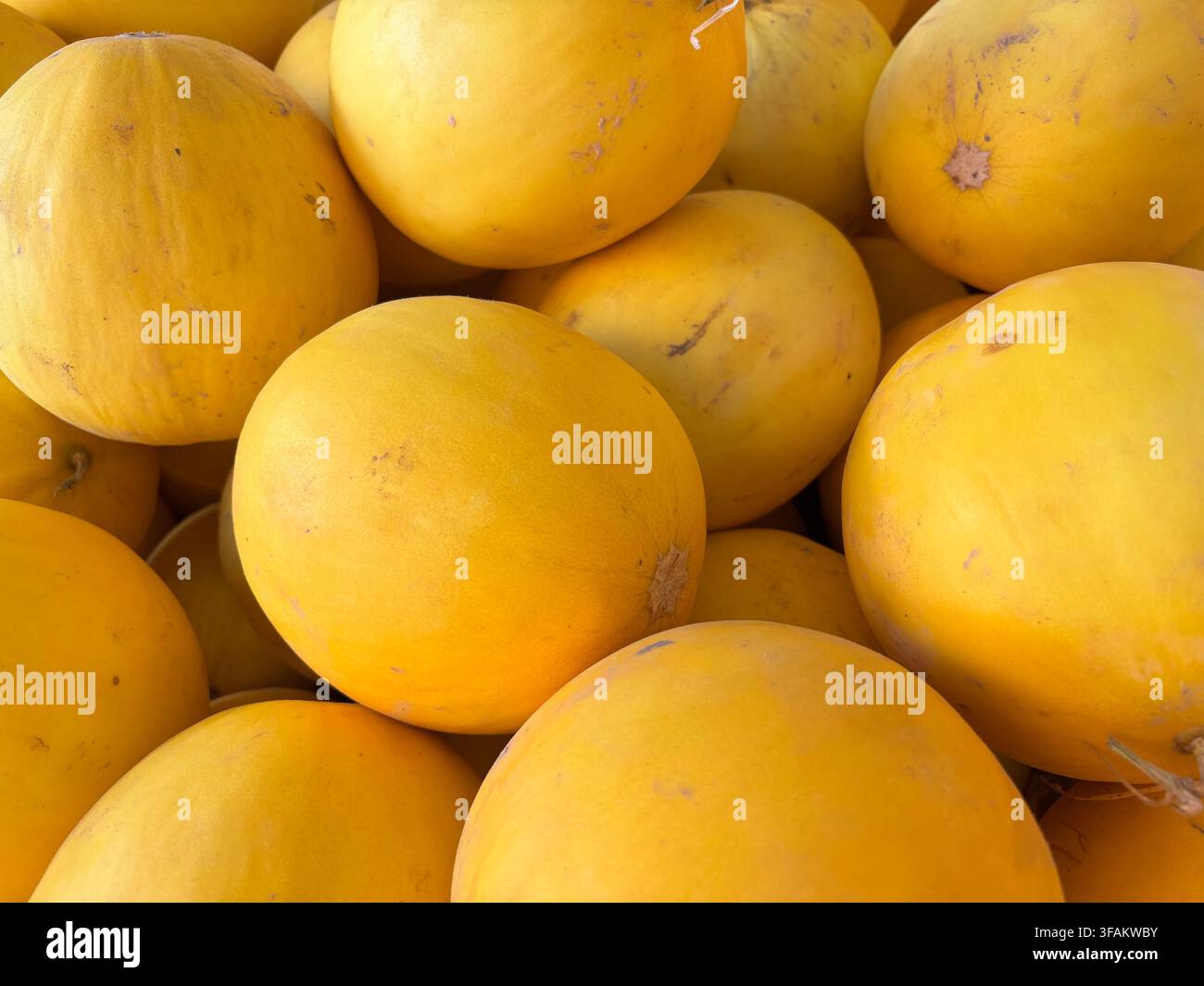 Eine gehäufte Auslage reifer runder goldener Melonen mit glatter gelber Schale, frisch und reichlich auf dem Markt Stockfoto