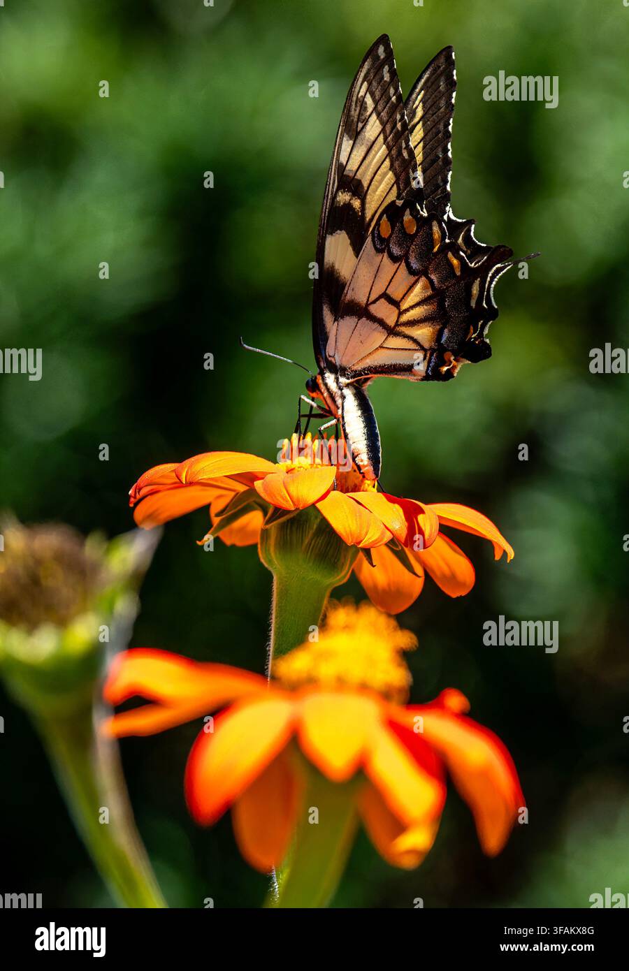 Ein östlicher Tigerschwalbenschwanz (Papilio glaucus) ruht auf einem lebhaften orangefarbenen mexikanischen Sonnenblumen Stockfoto