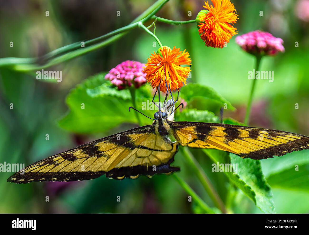 Ein östlicher Tigerschwalbenschwanz (Papilio glaucus) ruht auf einem lebhaften orangefarbenen mexikanischen Sonnenblumen Stockfoto