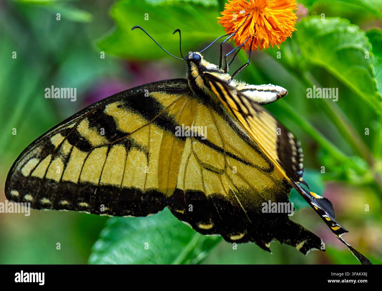 Ein östlicher Tigerschwalbenschwanz (Papilio glaucus) ruht auf einem lebhaften orangefarbenen mexikanischen Sonnenblumen Stockfoto