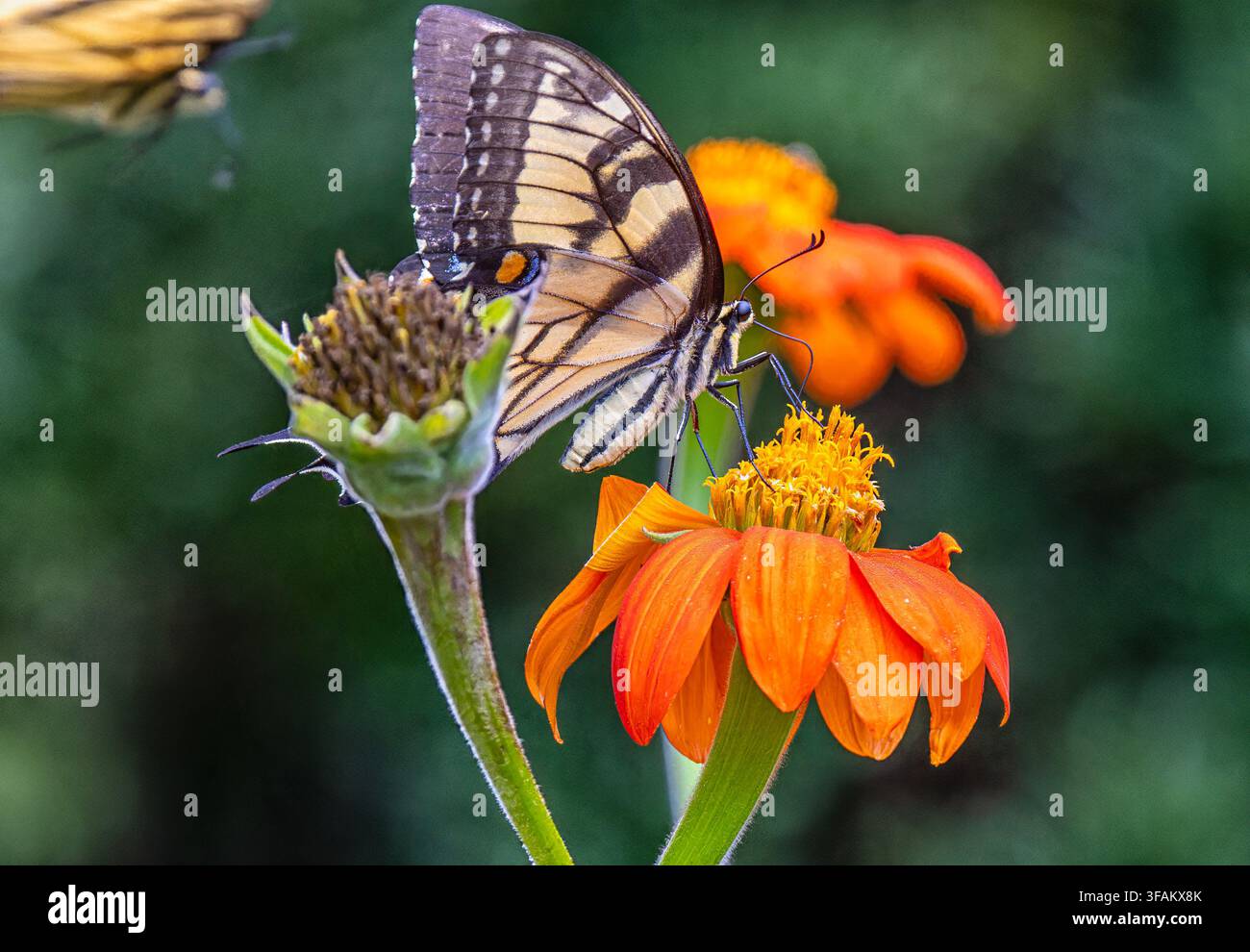 Ein östlicher Tigerschwalbenschwanz (Papilio glaucus) ruht auf einem lebhaften orangefarbenen mexikanischen Sonnenblumen Stockfoto
