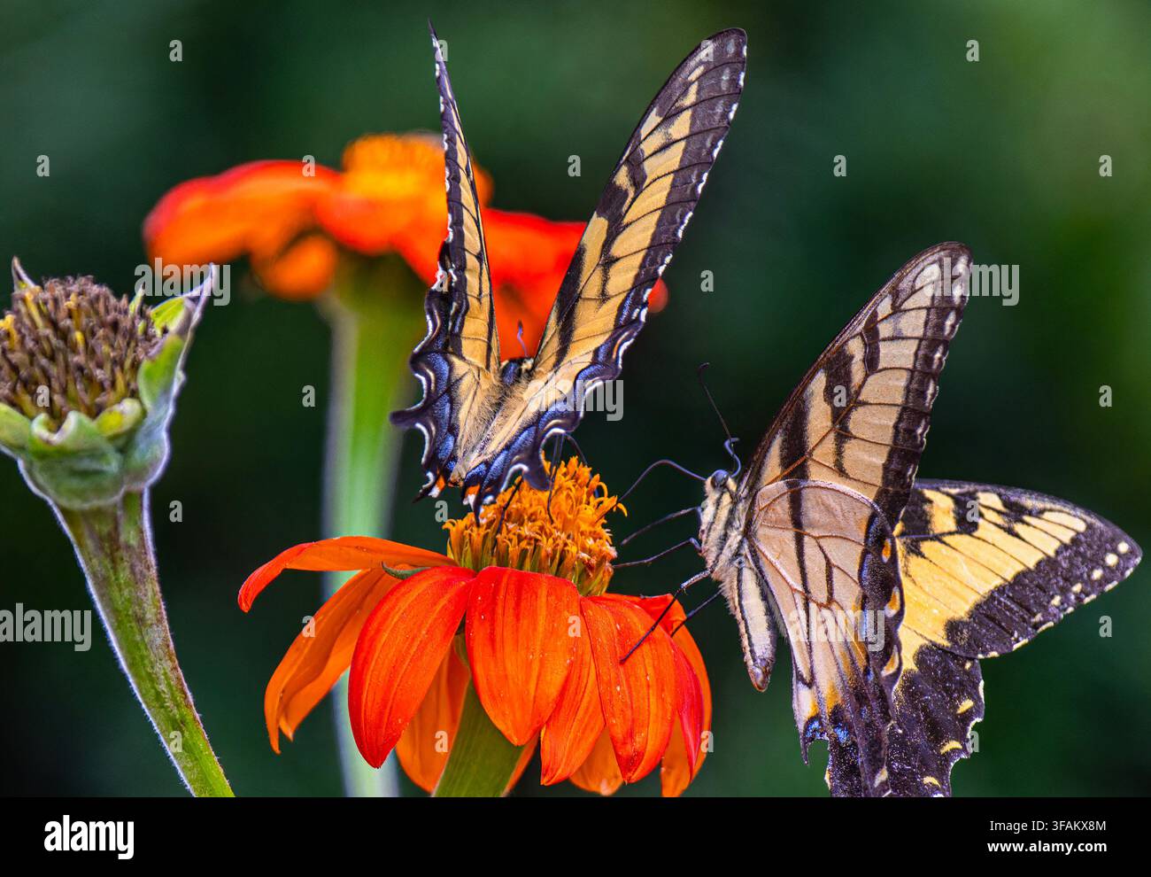 Ein östlicher Tigerschwalbenschwanz (Papilio glaucus) ruht auf einem lebhaften orangefarbenen mexikanischen Sonnenblumen Stockfoto