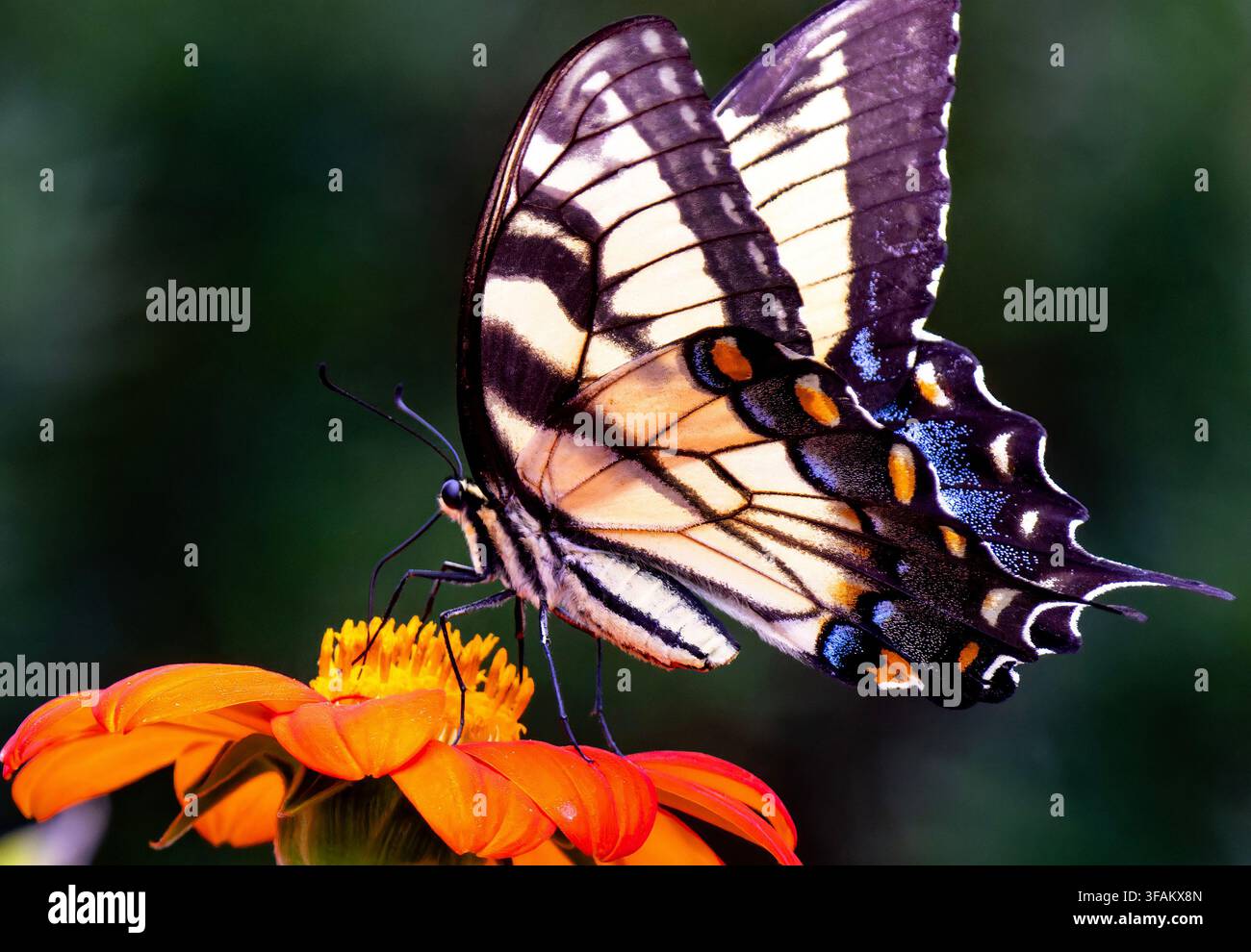 Ein östlicher Tigerschwalbenschwanz (Papilio glaucus) ruht auf einem lebhaften orangefarbenen mexikanischen Sonnenblumen Stockfoto