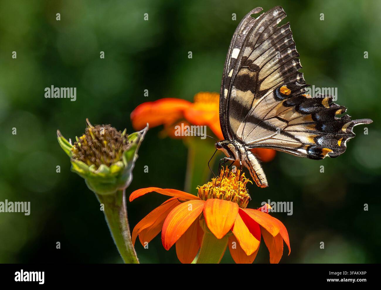Ein östlicher Tigerschwalbenschwanz (Papilio glaucus) ruht auf einem lebhaften orangefarbenen mexikanischen Sonnenblumen Stockfoto