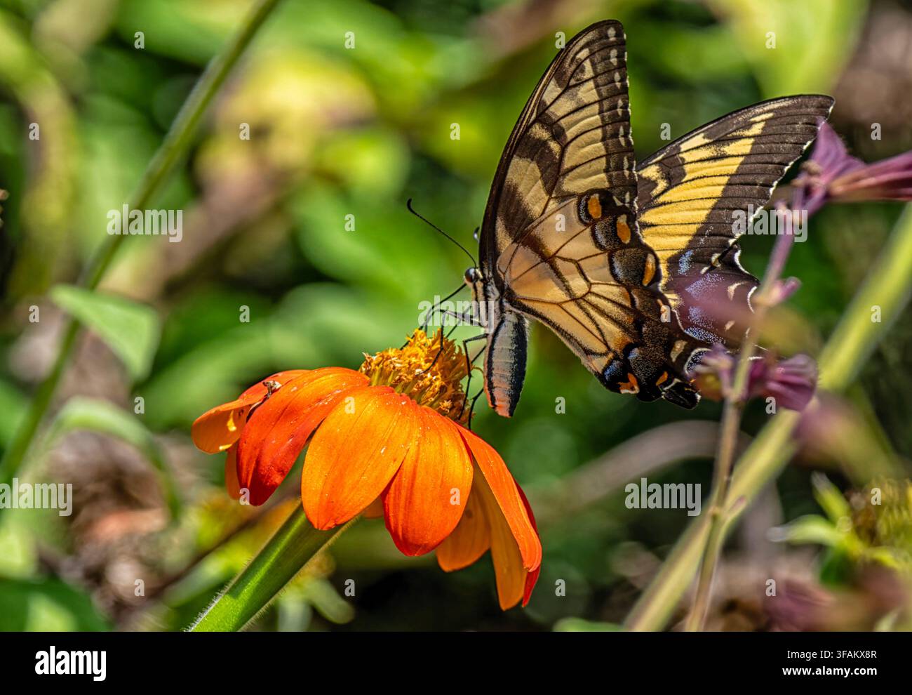 Ein östlicher Tigerschwalbenschwanz (Papilio glaucus) ruht auf einem lebhaften orangefarbenen mexikanischen Sonnenblumen Stockfoto